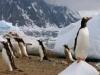 Antarctica Wildlife